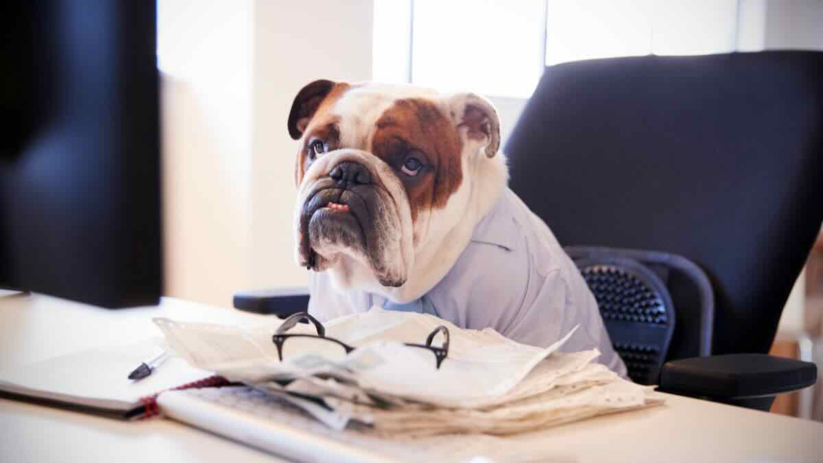 bulldog in office bulldog in office
