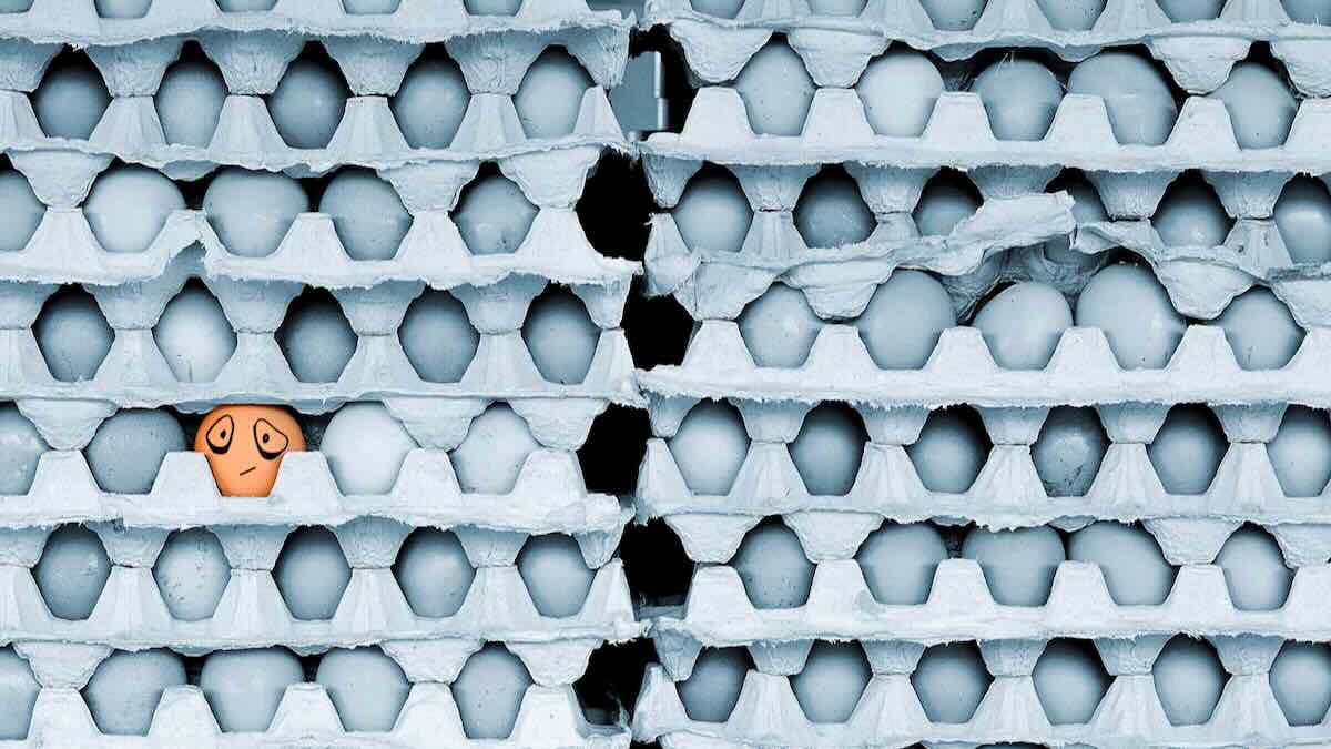 egg box egg box