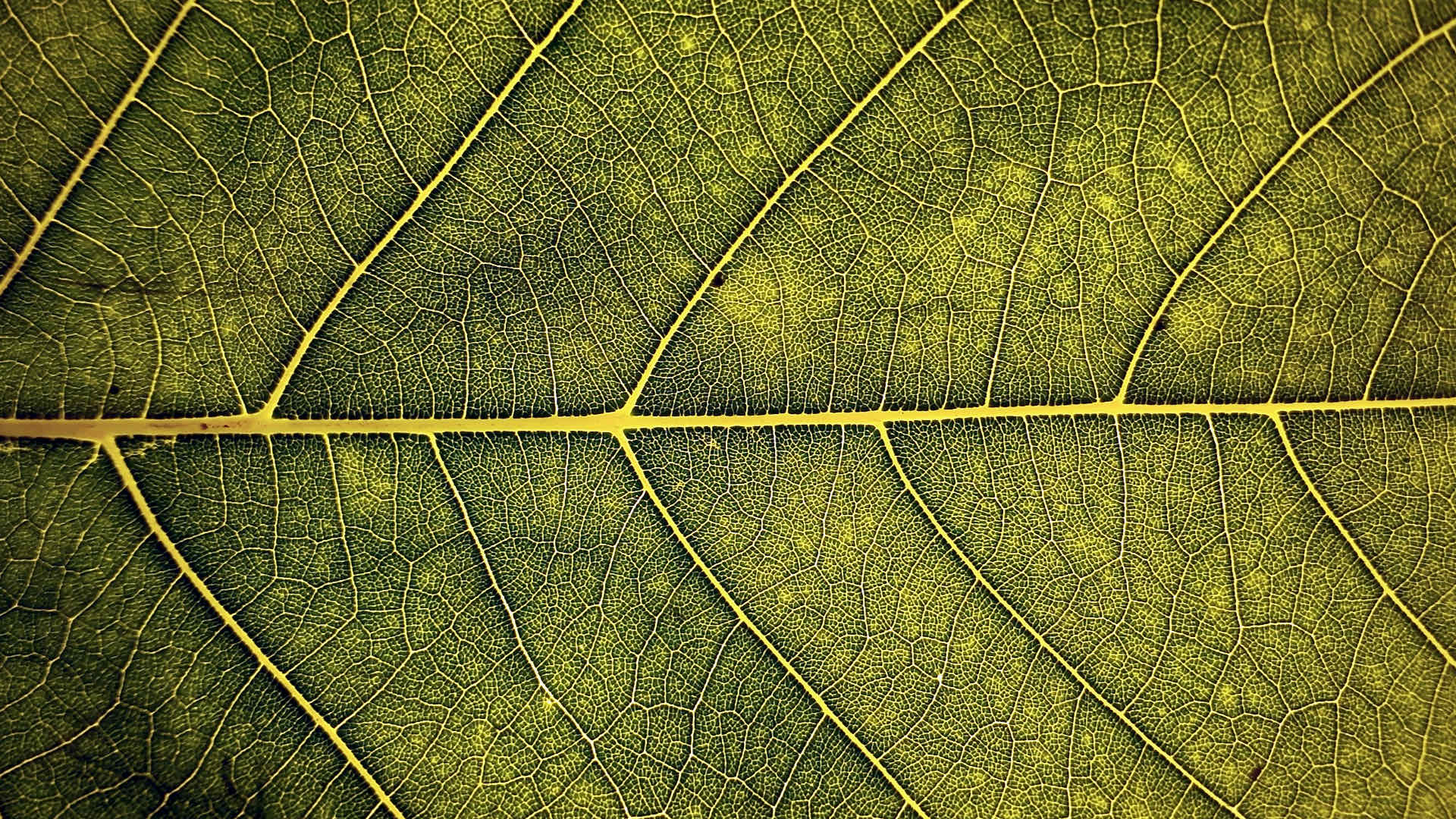 Leaf midrib Leaf midrib