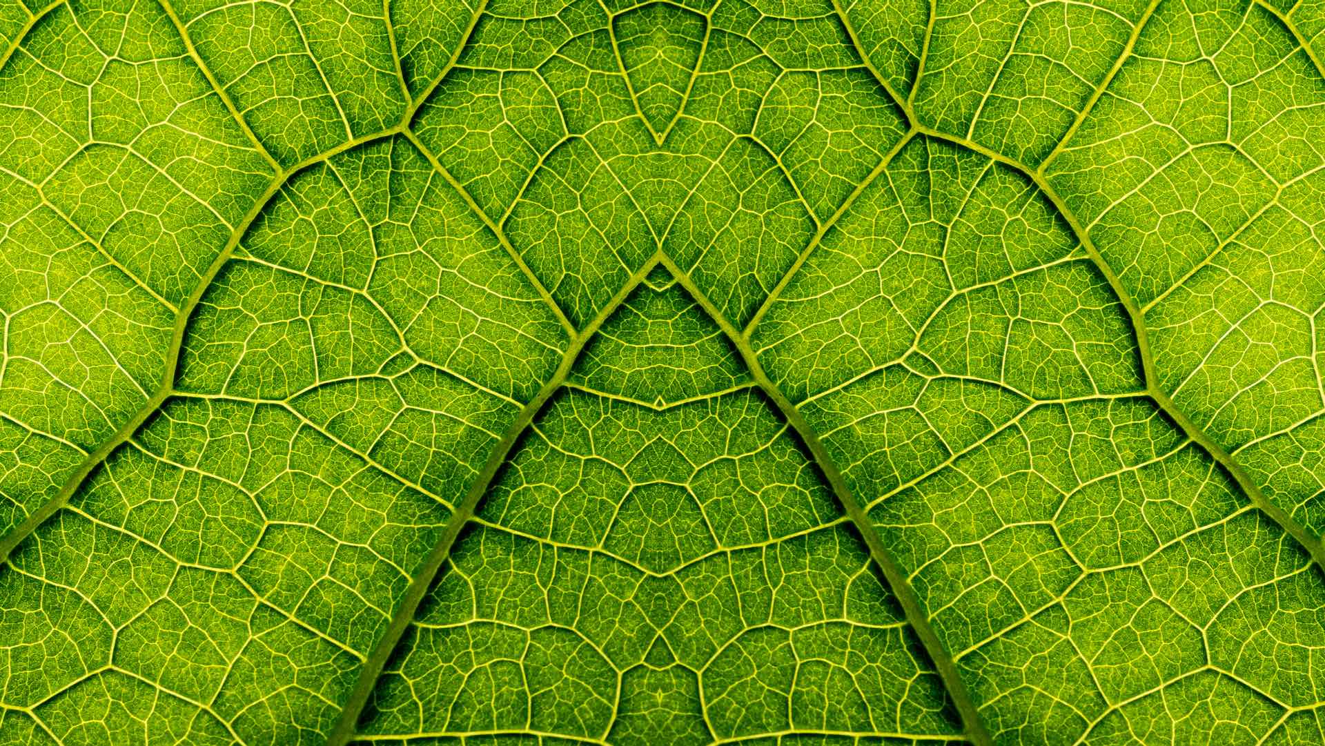 leaf veins