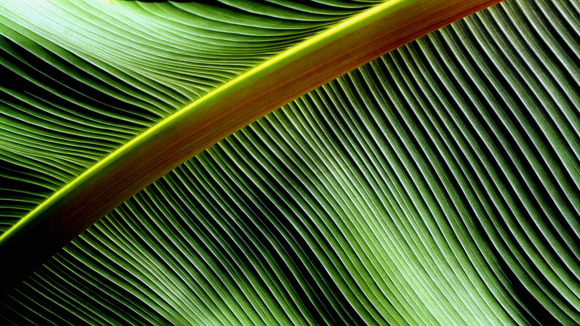 Midvein of leaf Midvein of leaf
