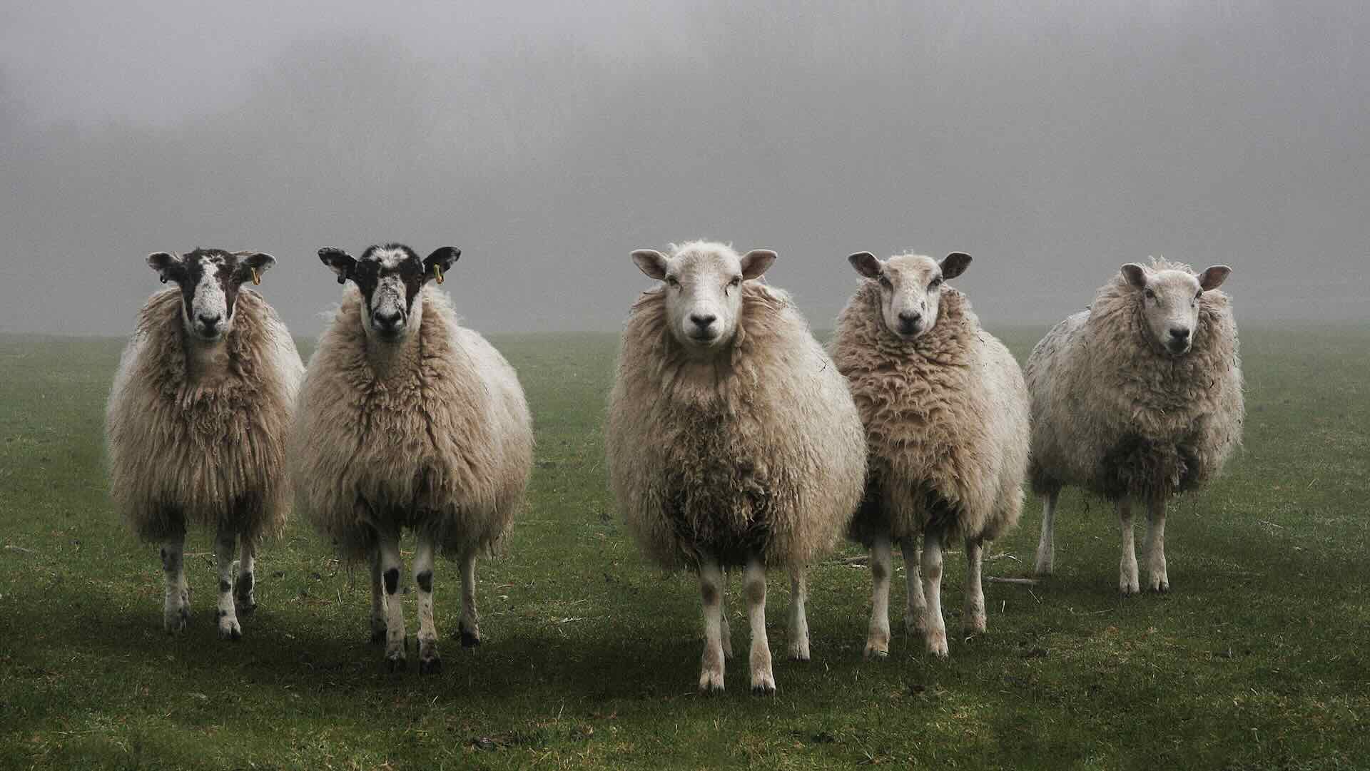 sheep mist