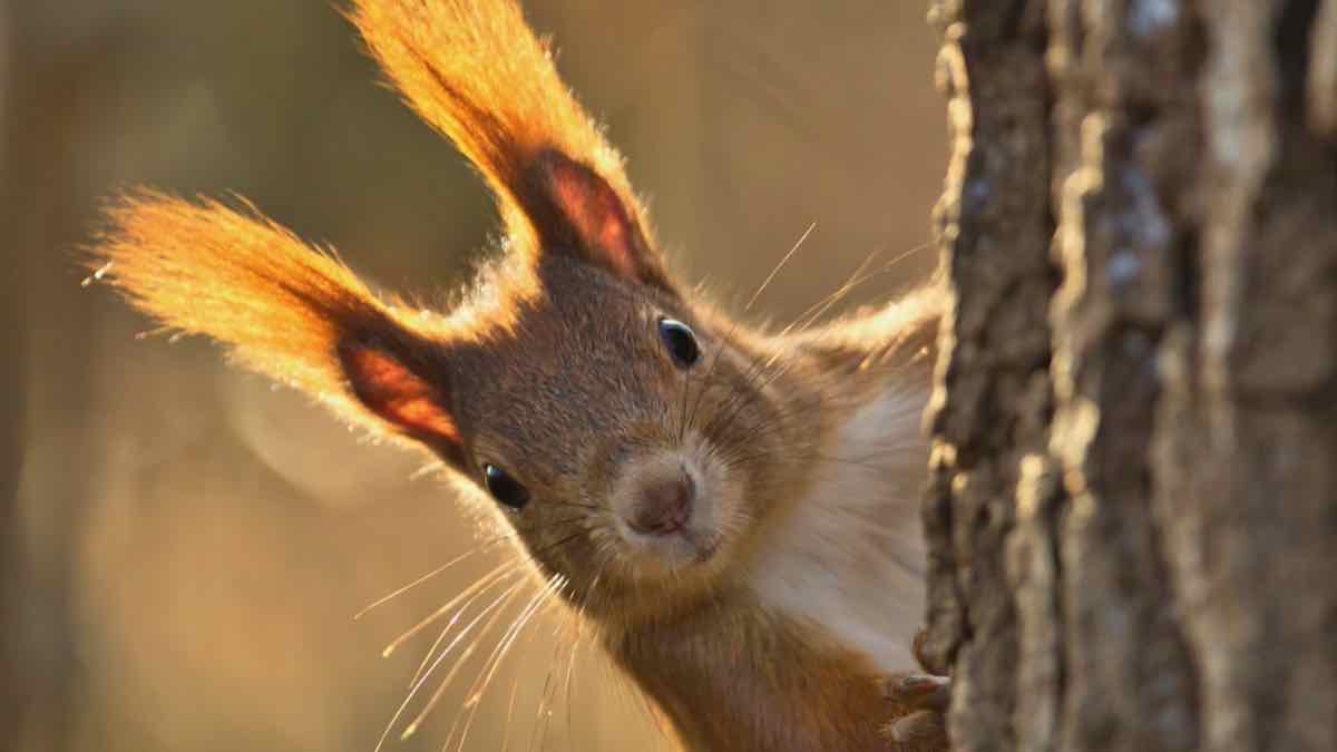 Squirrel pays attention